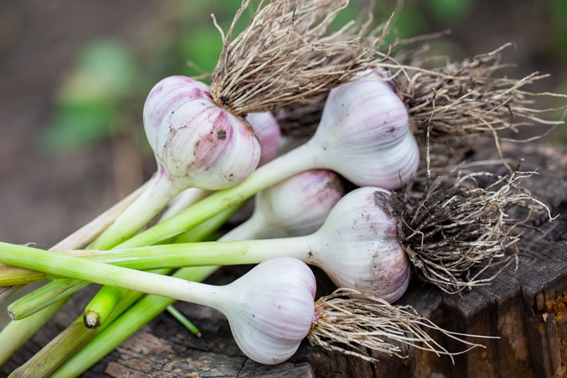 Can You Grow Garlic Indoors