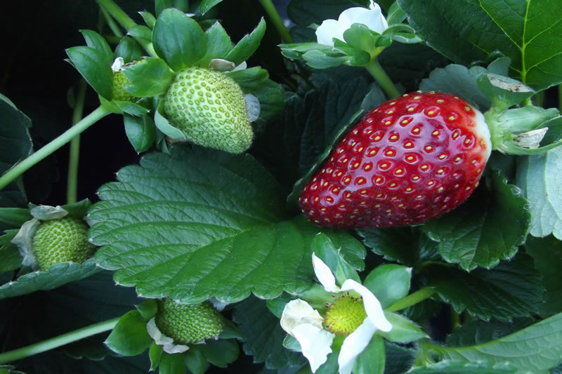 Can You Grow Strawberries Indoors
